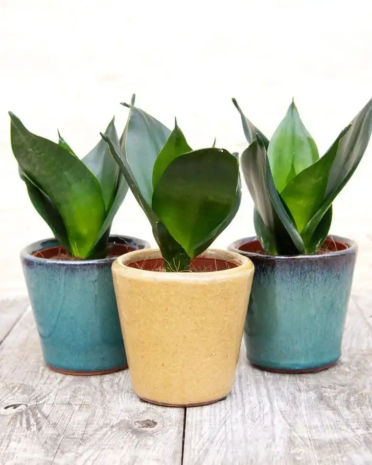 Sansevieria Black Dragón Bird Nest