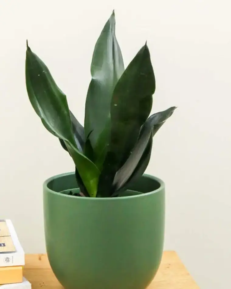 Sansevieria Black Dragón