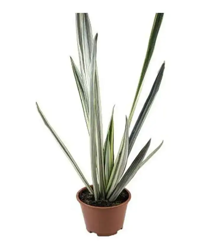 Sansevieria Trifasciata Espada Blanca