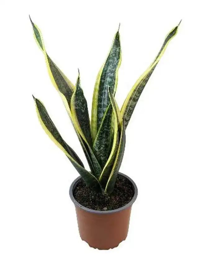 Sansevieria