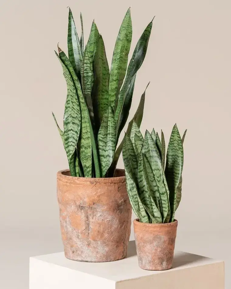 Sansevieria Zeylanica