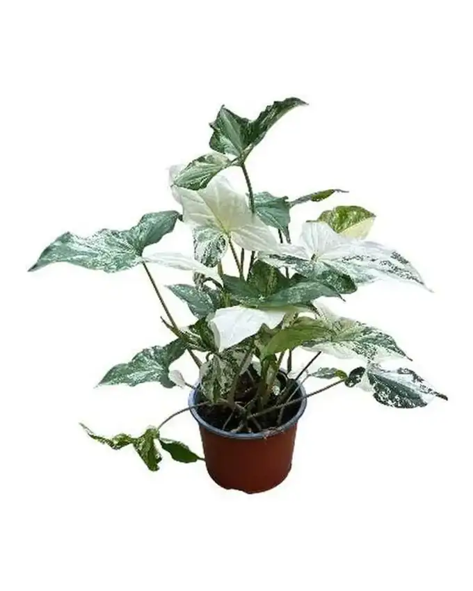 Syngonium