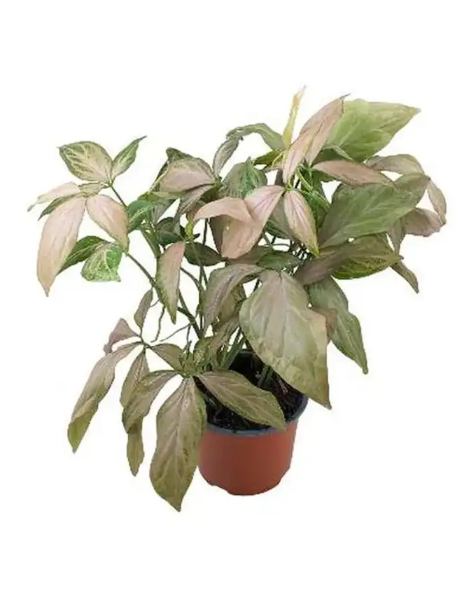 Syngonium Rosado