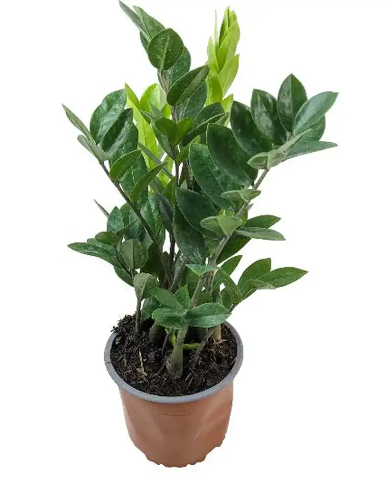 Zamioculca Zamiifolia